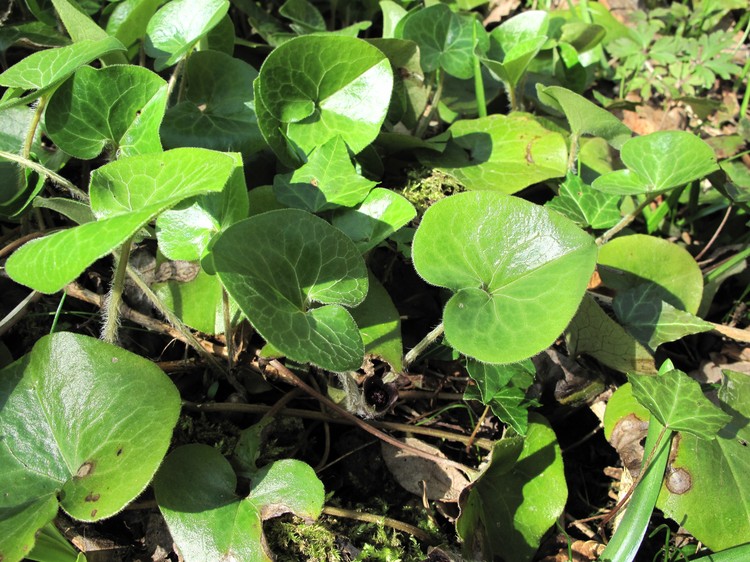 Asarum europaeum